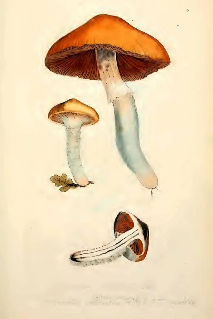 Mushroom drawings of Cortinarius collinitus