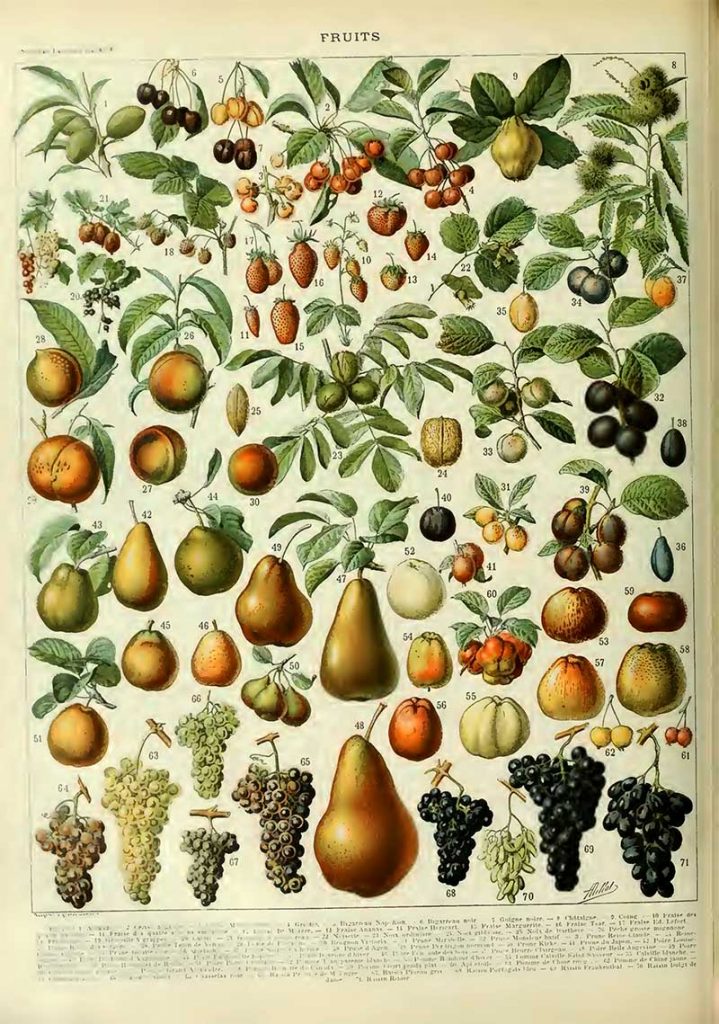 Vintage fruit poster Adolphe Millot