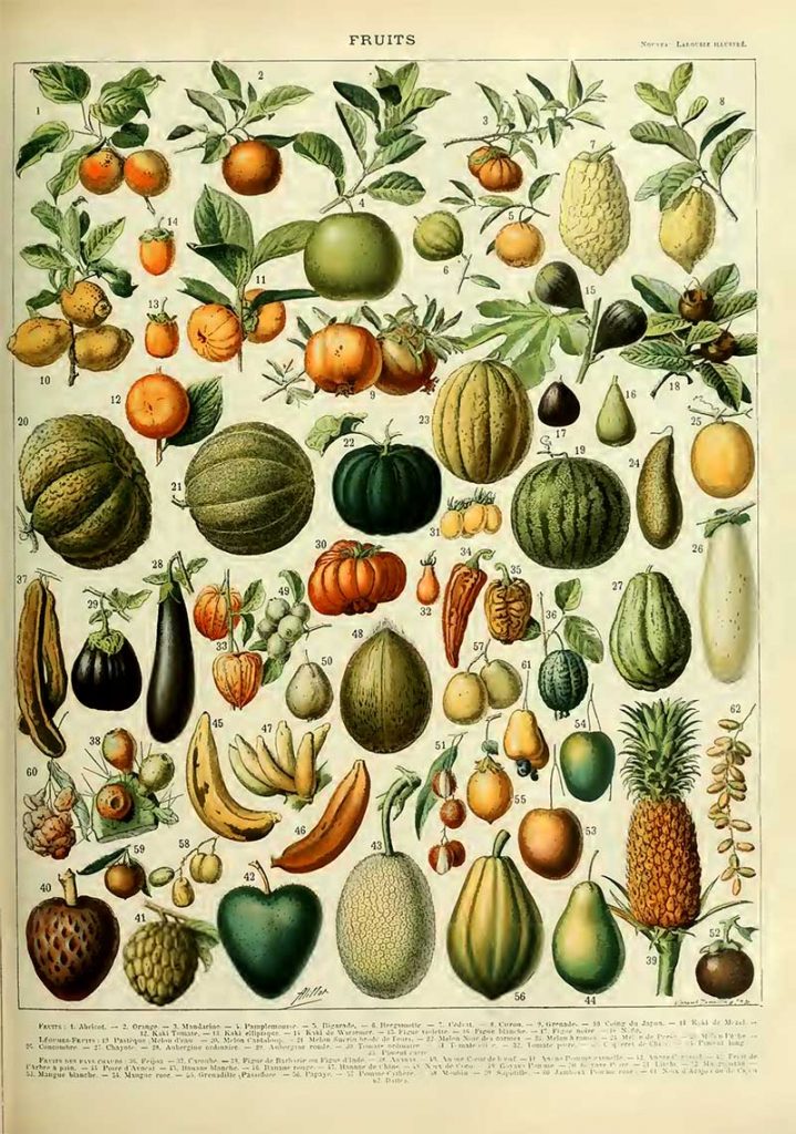Vintage fruit poster Adolphe Millot