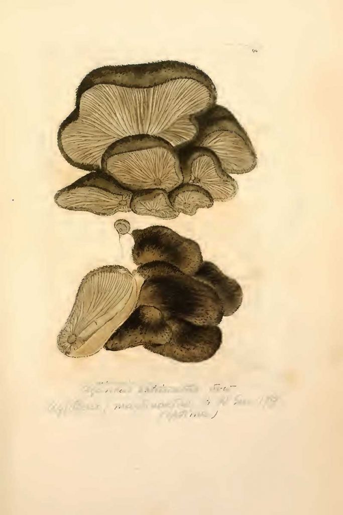 Hohenbuehelia mastrucata fungi drawing