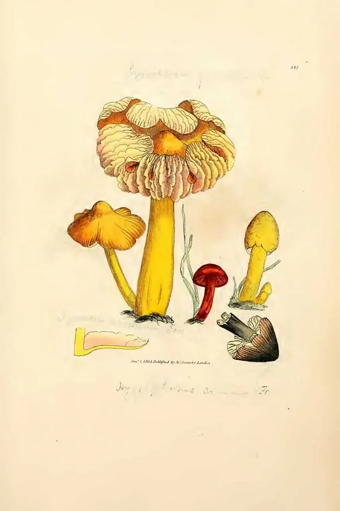 Hygrocybe conica