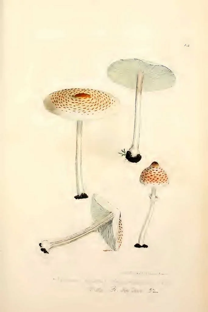 Lepiota cristata