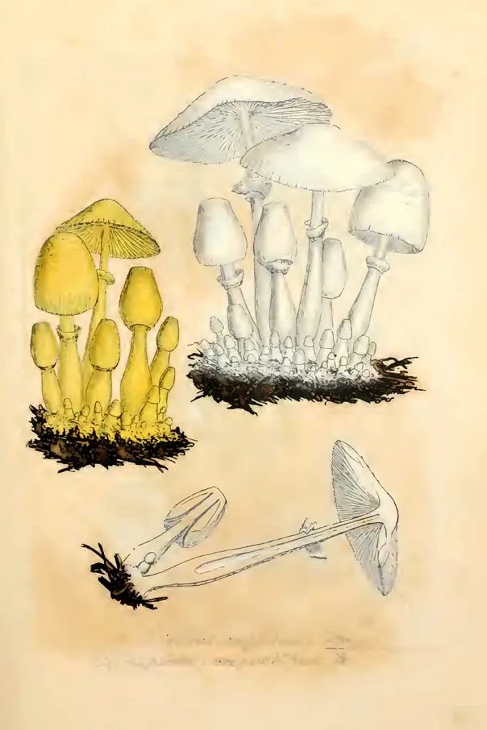 Leucocoprinus birnbaumii