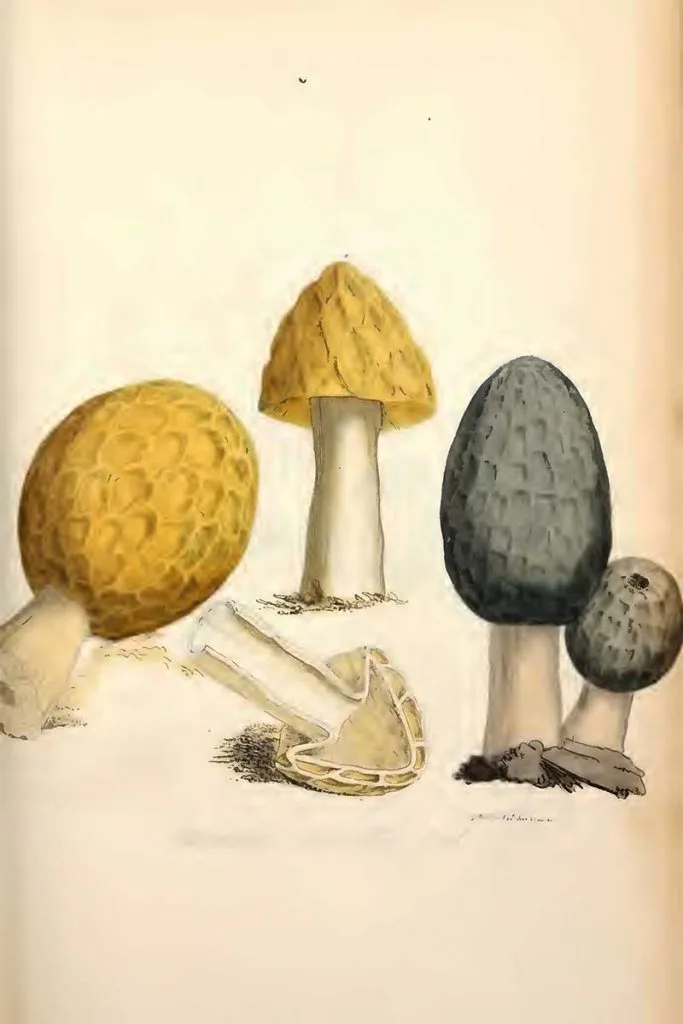 Morchella esculenta mushroom drawings