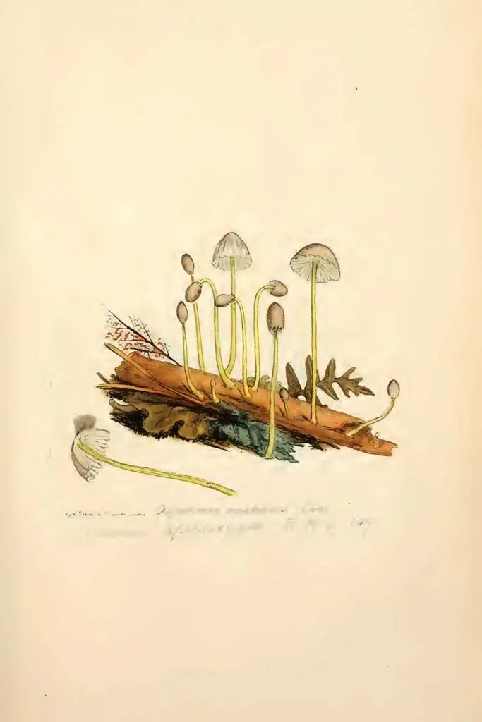 Mycena epipterygia