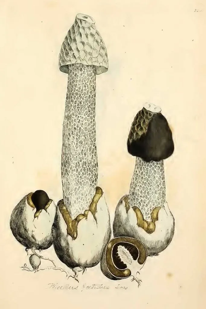 Phallus impudicus