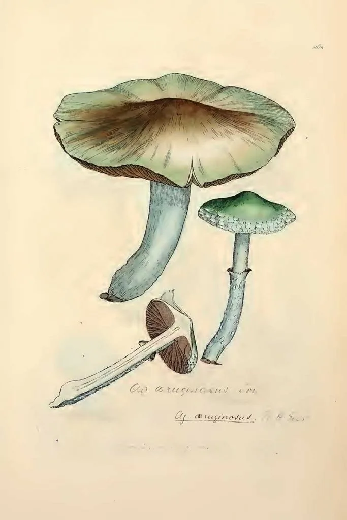 Stropharia aeruginosa mushroom drawings