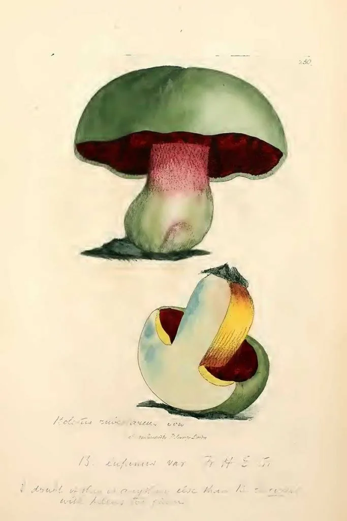 Suillellus luridus