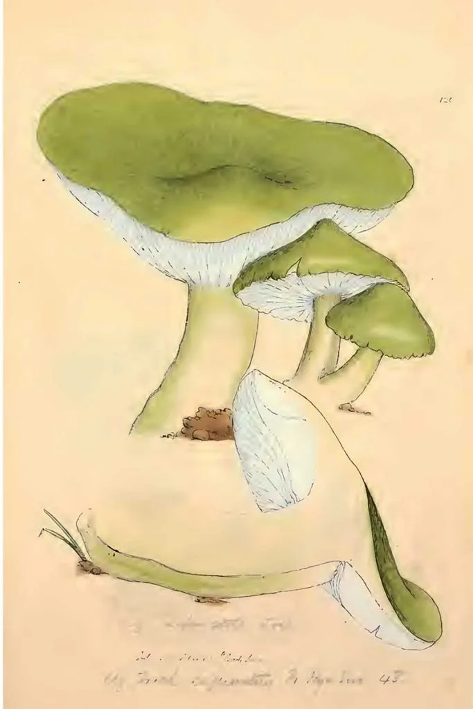 Tricholoma sejunctum