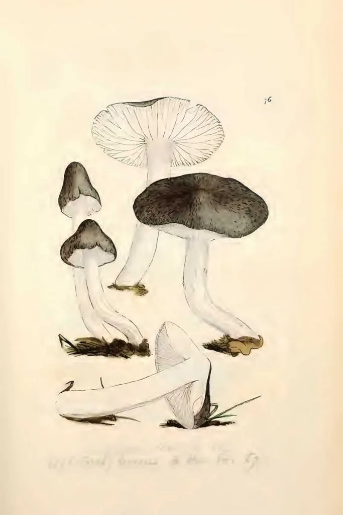 Tricholoma terreum