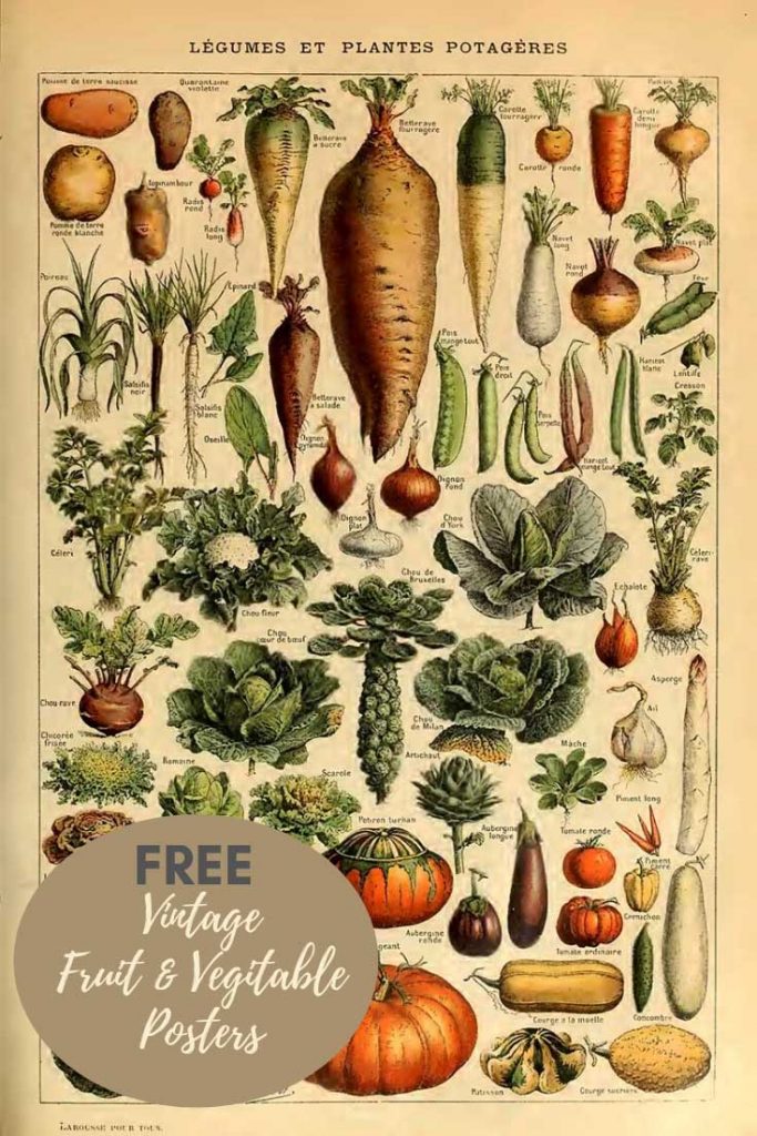 Vintage adlophe Millot fruit and vegitable posters