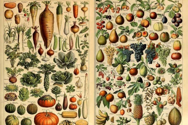 Free Vintage Fruit and Vegetable Prints by Adolphe Millot