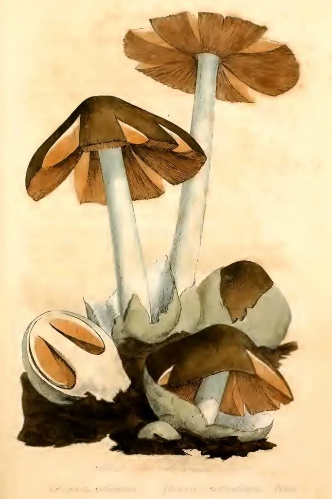 Volvariella volvacea