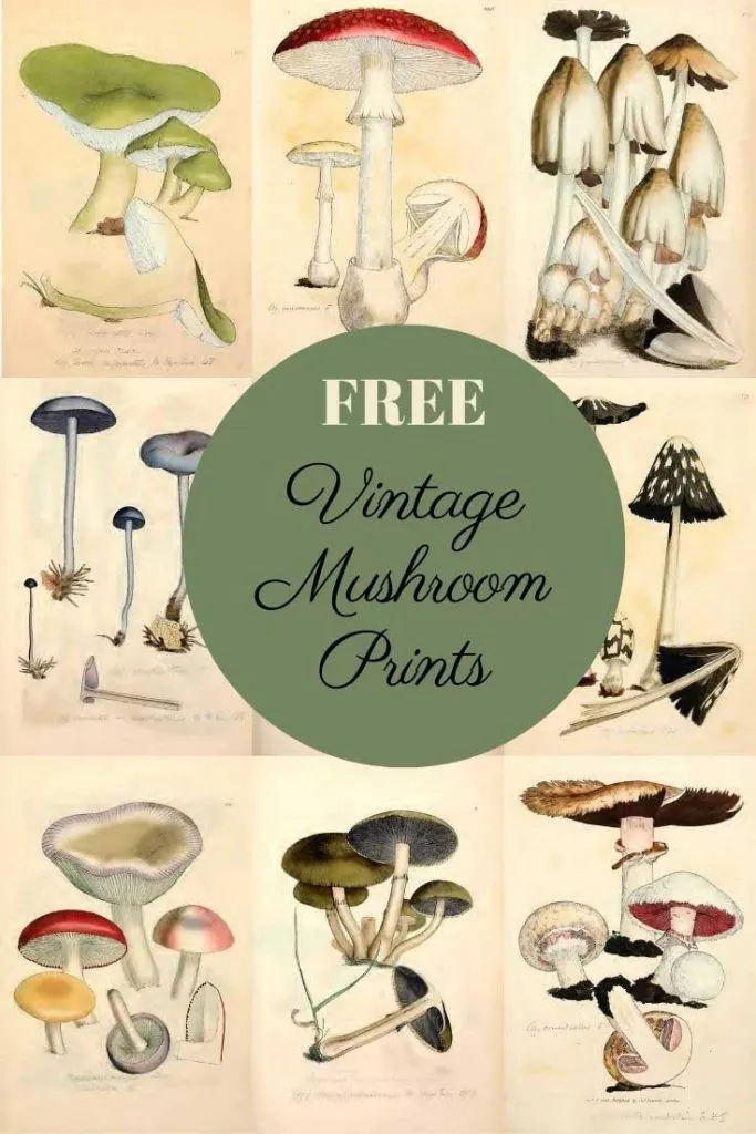 mushroom illustrations and drawings