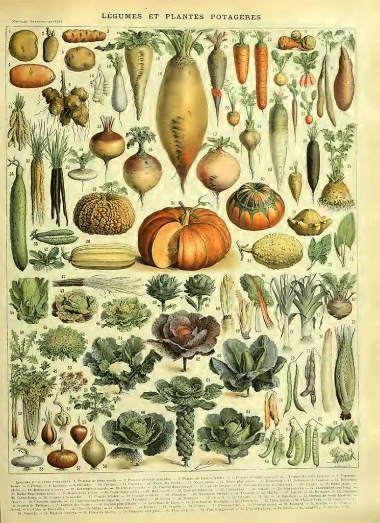 Vintage vegetable print Adolphe Millot