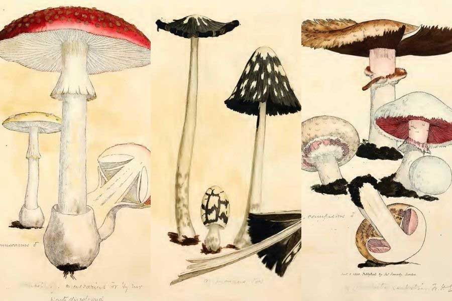mushroom and fungi drawings
