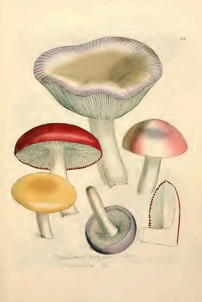 unidentified Russula