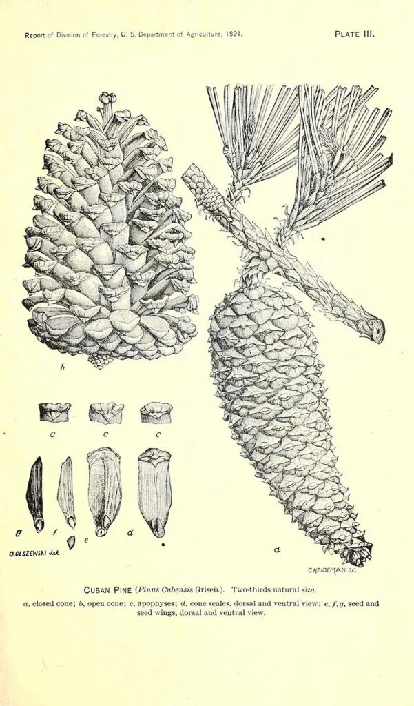 Pinus Elliottii