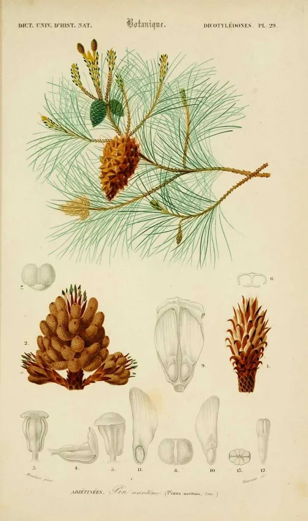 Pinus Halepensis
