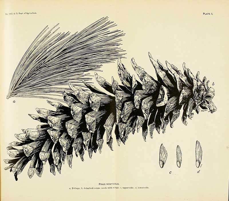Pinus Monticola pine cone drawings