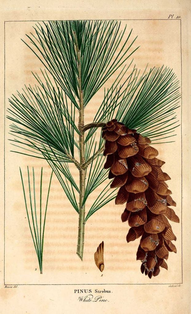 Pinus Strobus pine cone drawings