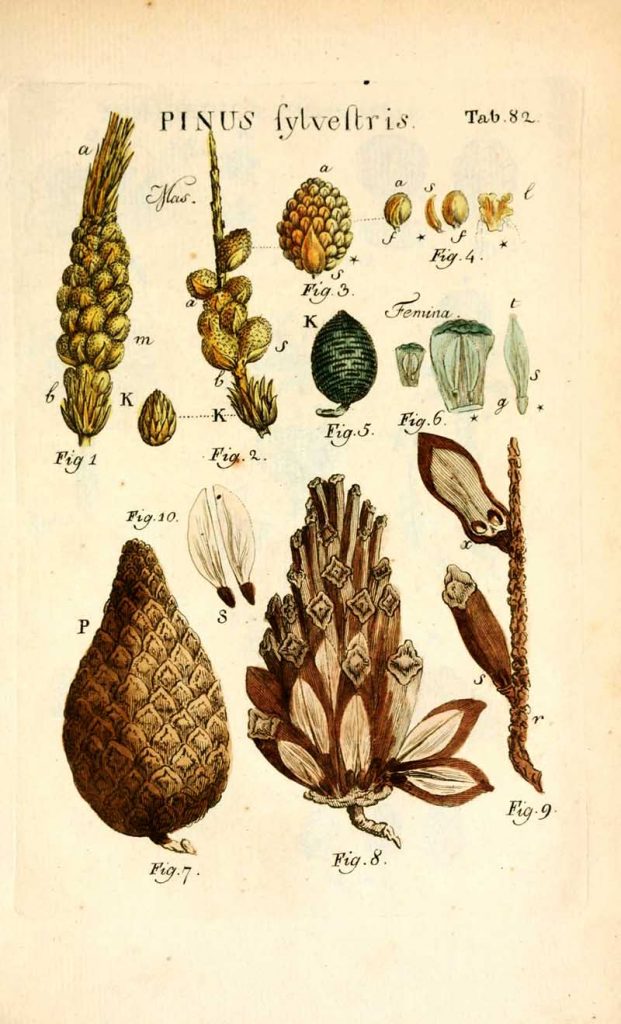 Pinus Sylvestis botanical pine cone illustrations