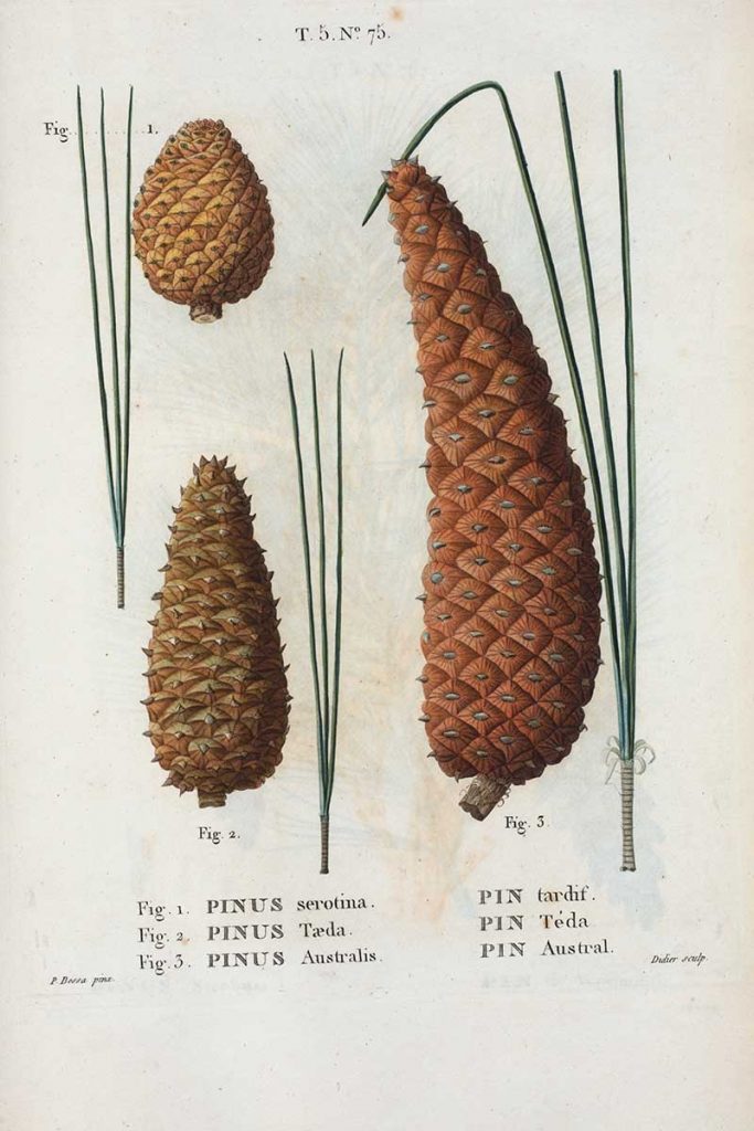Pinus Serotina plus other pine cone illustrations
