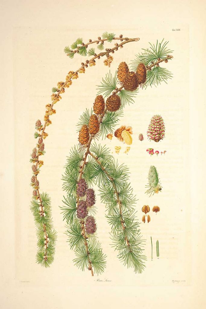 Pinus Larix