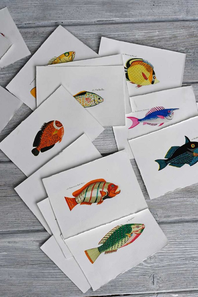 Rainbow fish display postcards