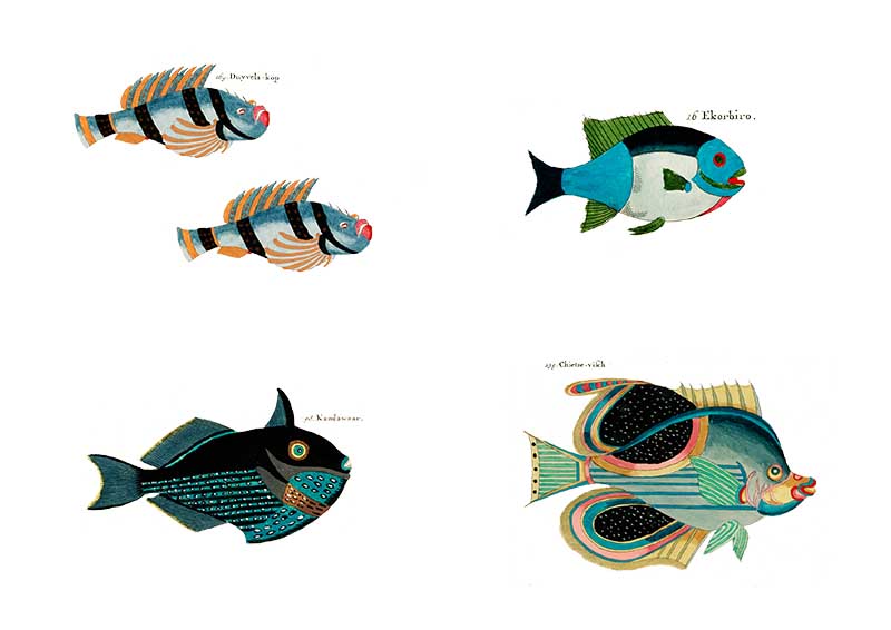 blue rainbow fish pictures