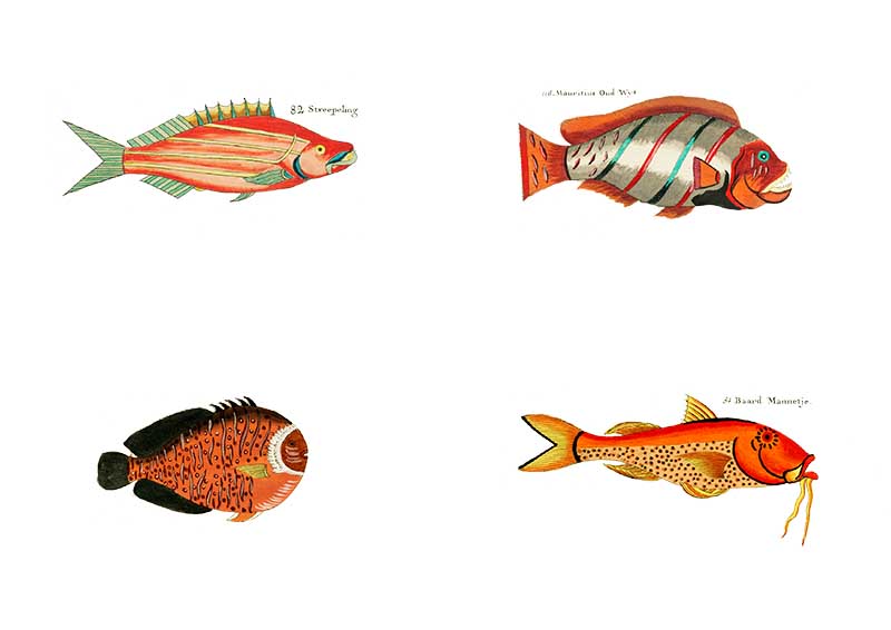 Orange Louis Renard Fish for rainbow fish display