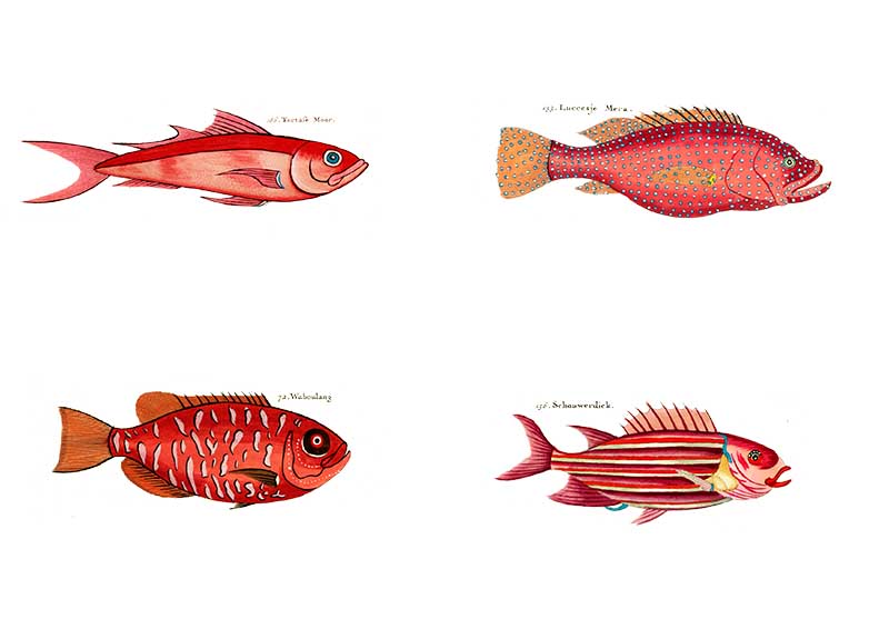 Louis Renard fish red for rainbow fish display
