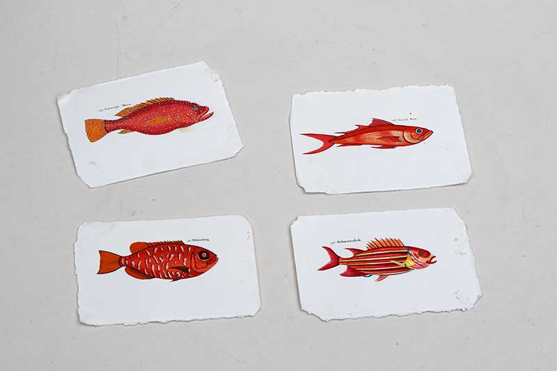 Torn fish pictures