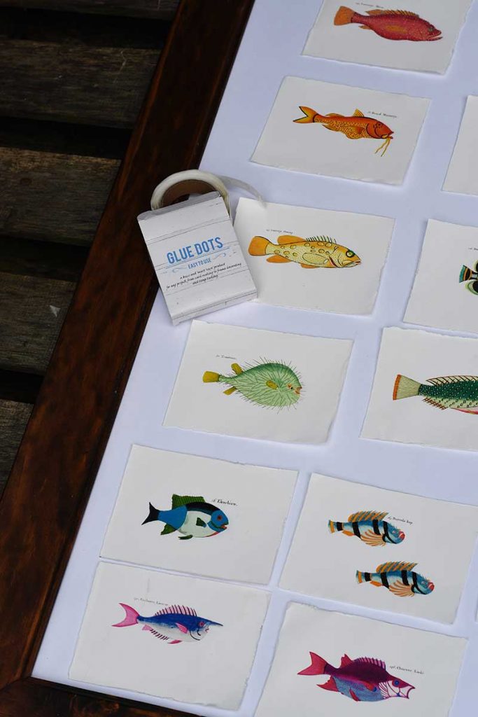 using glue dots to arrange vintage fish watercolor postcards.