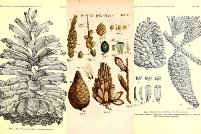 Wonderful Botanical Pine Cone Drawings In The Public Domain