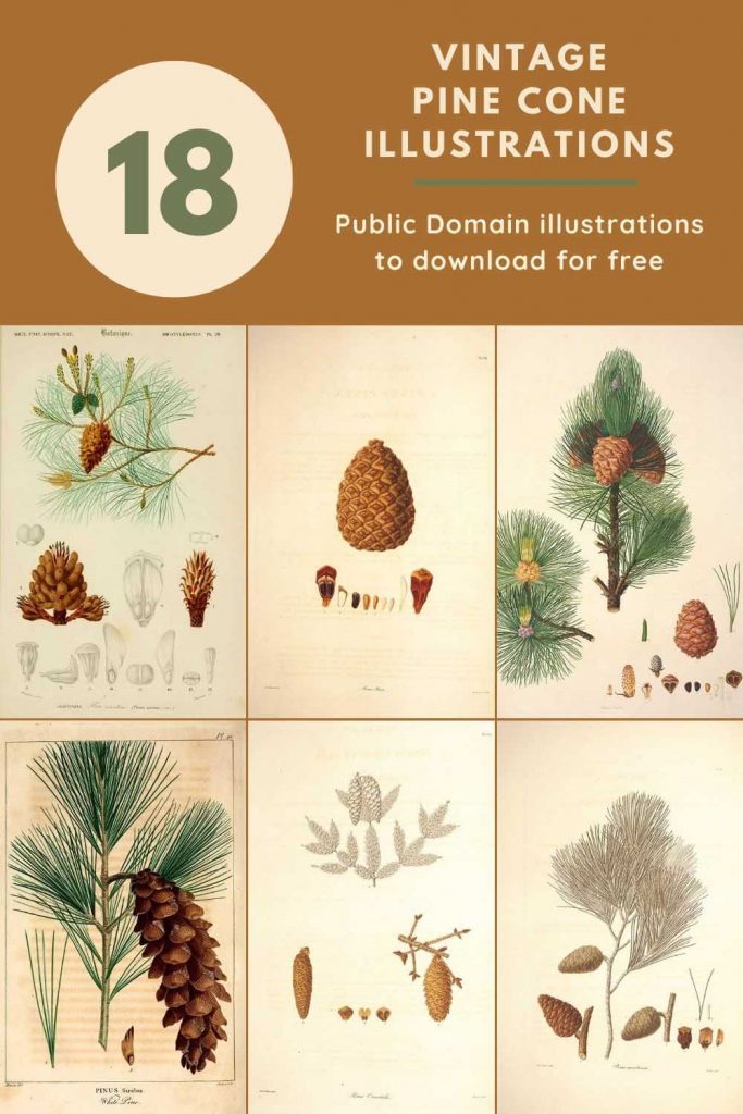 vintage pine cone illustrations