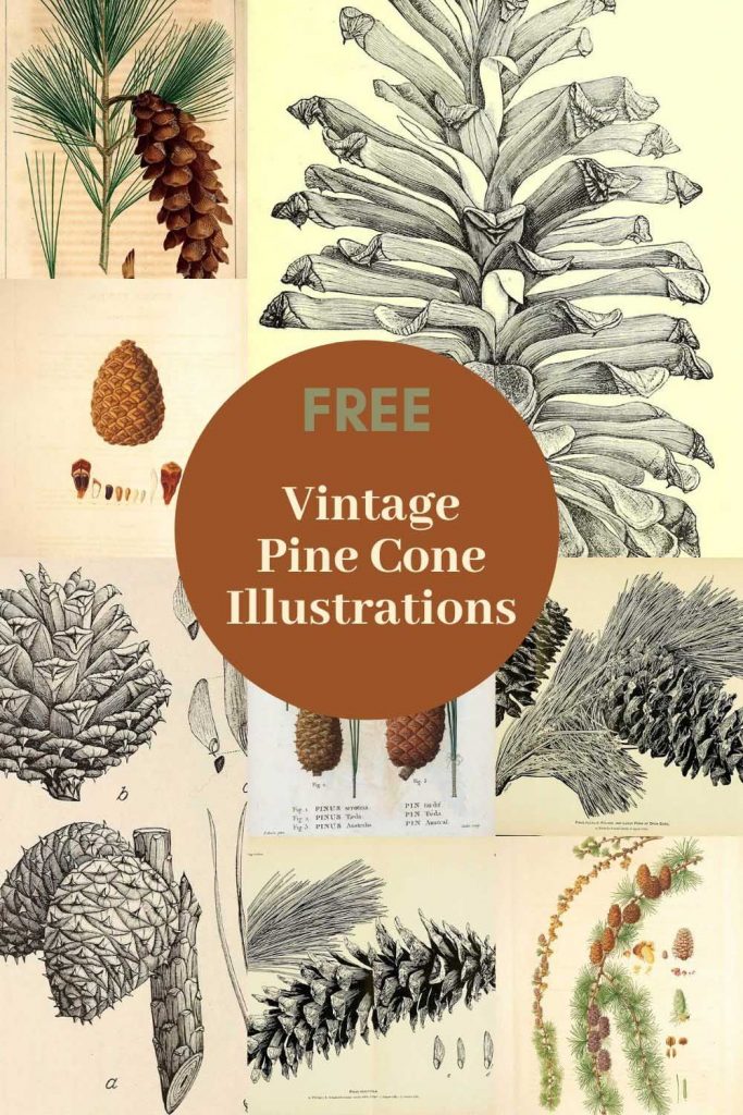 vintage pine cone drawings