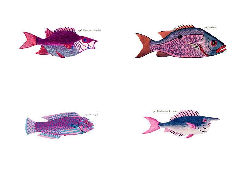 violet rainbow fish display pictures
