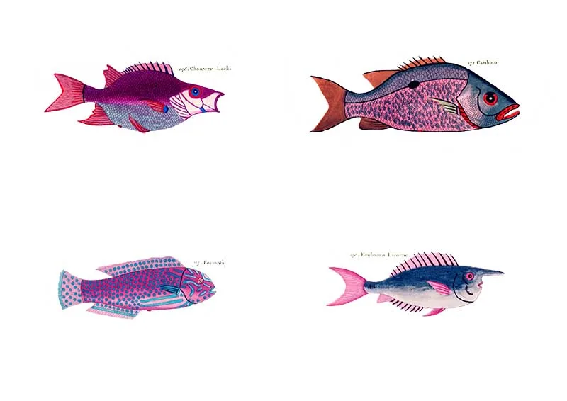 violet rainbow fish display pictures