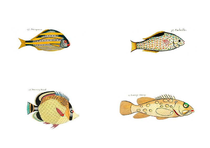 Louis Renard Yellow rainbow fish pictures
