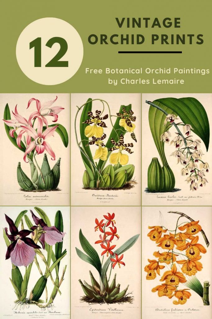 12 vintage orchid botantical prints