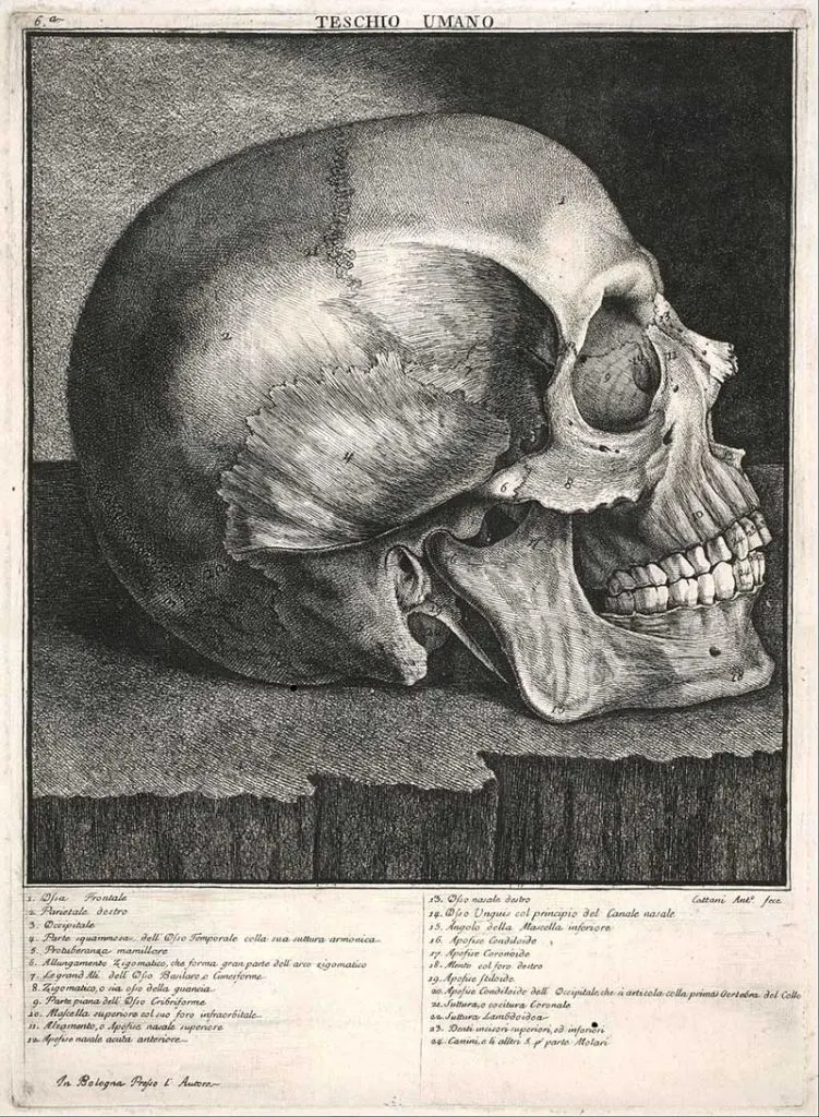 vintage human skull drawings.
