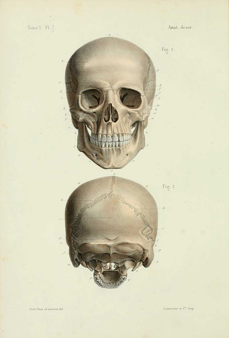 Bonamy Anatomical skull illustration 1844