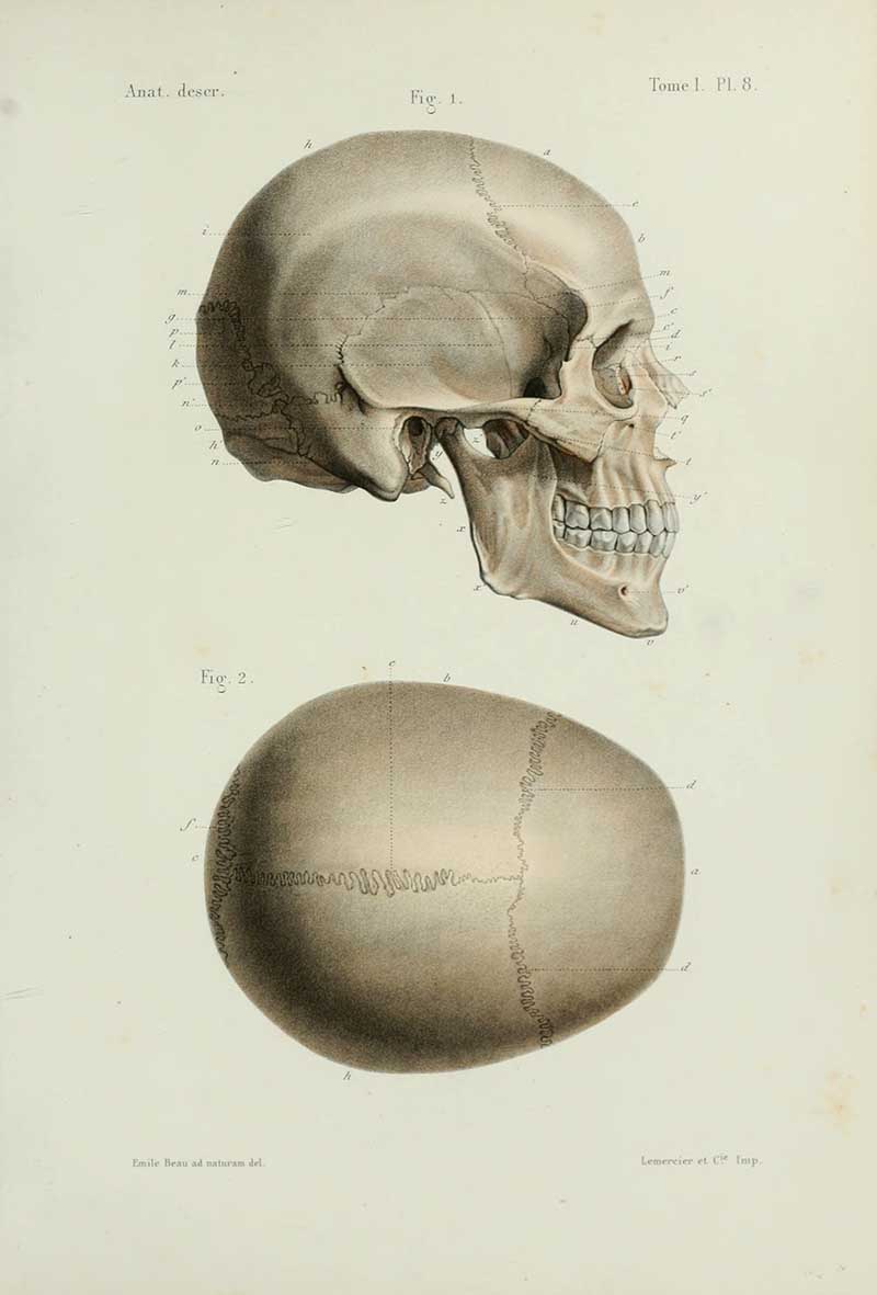 Bonamy skull top and side view 1844