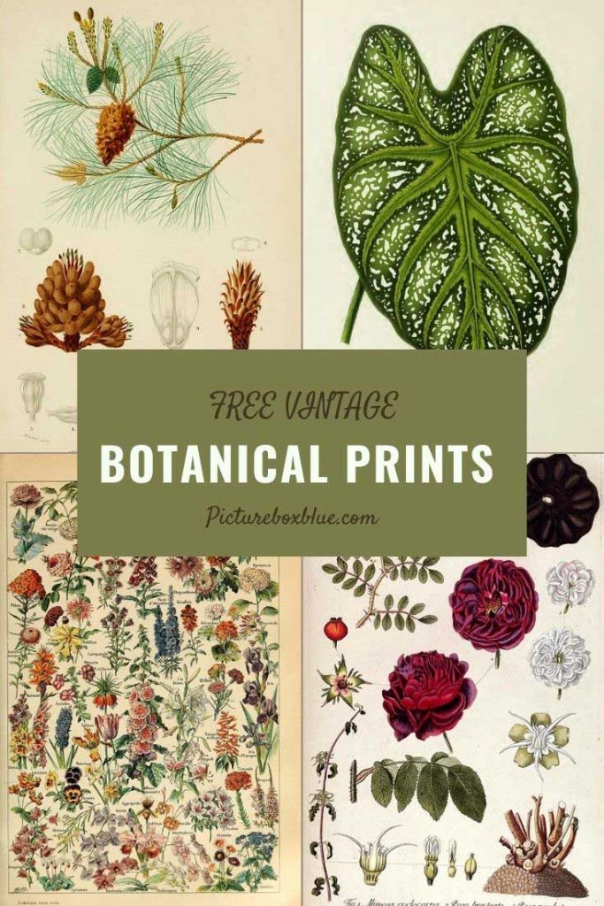 Free Vintage Botanical Prints