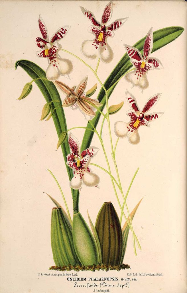 Caucaea Phalaenopsis - Vintage orchid prints