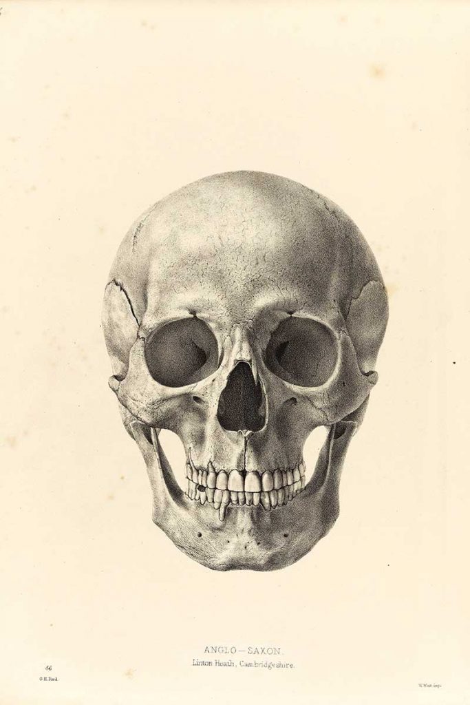 Drawing of a human skull, facing forwards