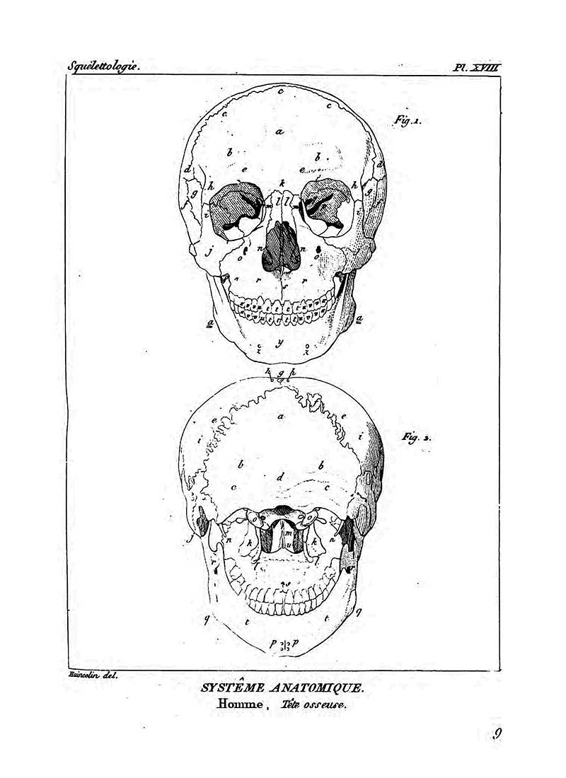 Front and back Anatomical Skull