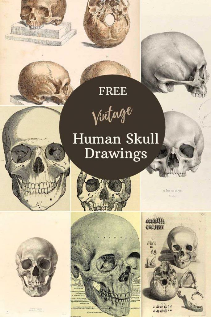 Antique human skull drawings and art