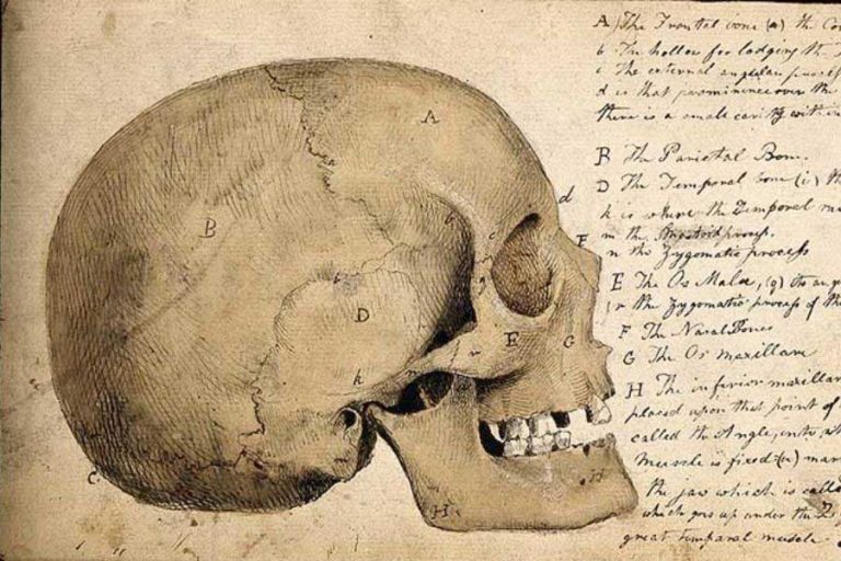 Human Skull Drawings: Free Vintage Anatomy and Art Prints